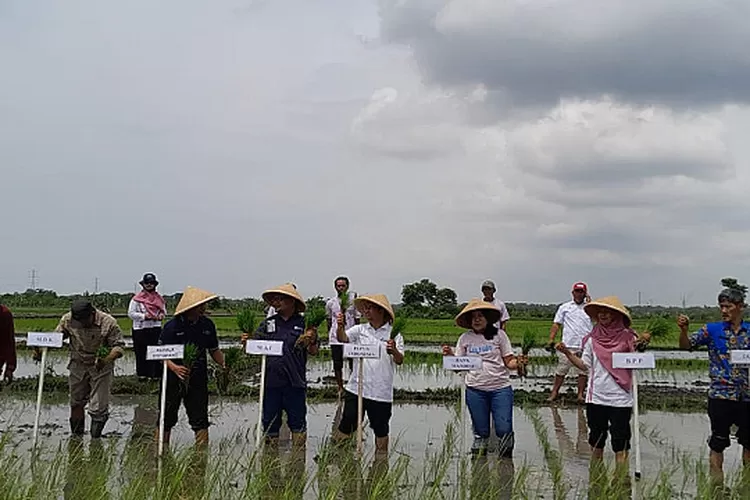 Pupuk Indonesia Tanam Perdana Padi Makmur, Dukung Pembinaan Petani Dan ...