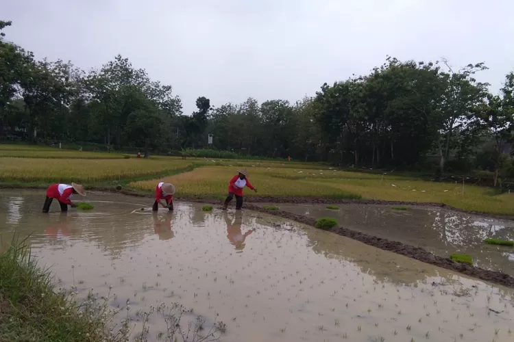 Giatkan Gerakan Tanam Sukoharjo Siap Bantu Pangan Nasional