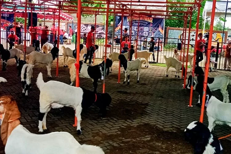 Gelar Kontes Ternak Kambing PE Membangkitkan Generasi Muda Berusaha di Sektor Peternakan