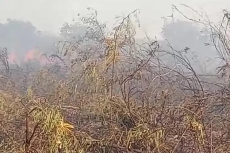 Segini Luas Kebakaran Hutan Dan Lahan Di Jambi, Paling Sedikit Ada Di ...