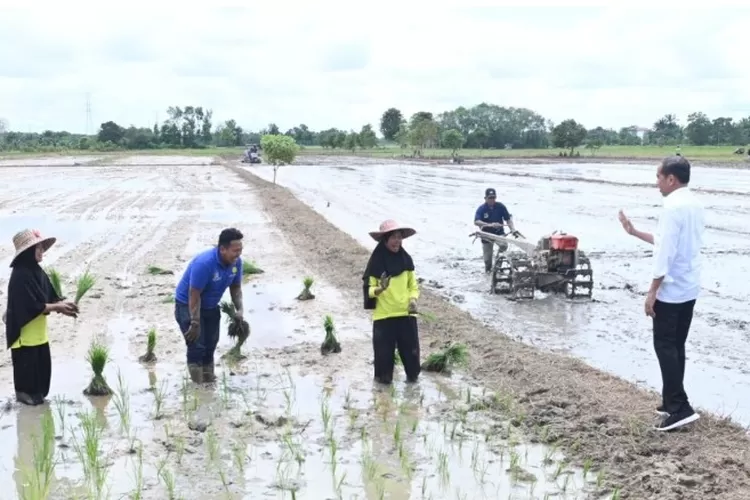 Kotawaringin Timur Jadi Penyangga Pangan Untuk IKN Nusantara - Akurat