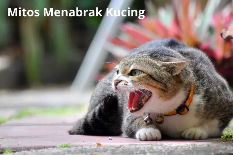 Menabrak Kucing Bisa Membawa Sial Mitos Atau Fakta Berikut Makna