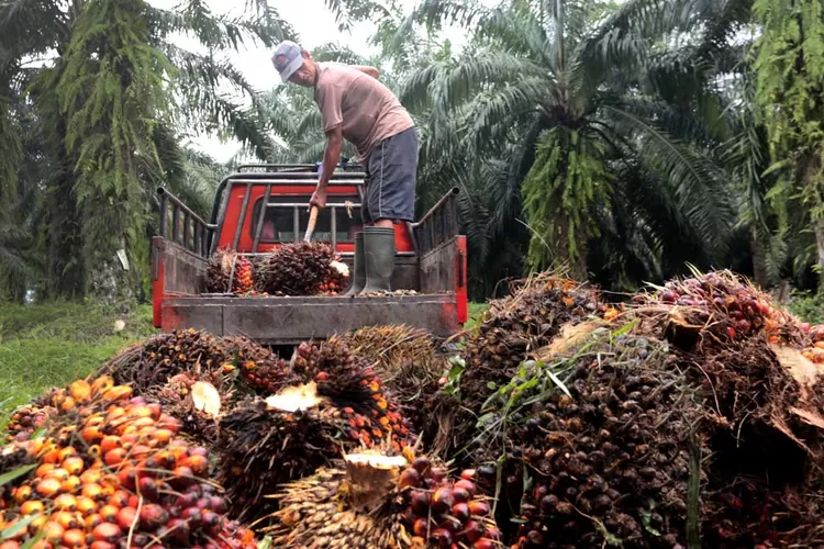 Harga Sawit Di Jambi Turun Lagi Rp 40,47 Per Kg, Ini Penjelasan Kepala ...