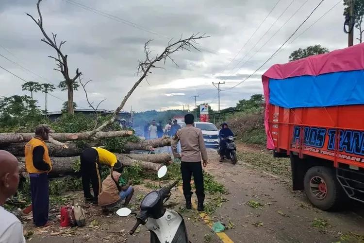 Pohon Tumbang Lumpuhkan Jalan Timor Raya, Polres TTS–BPBD Bergerak Cepat -  Koran Timor