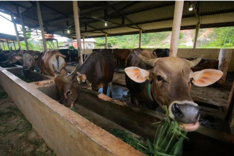 Sapi Timor Sapi Petani Menumpuk, Dugaan Mafia Kuota Sapi di TTS Terbuka, Puluhan ...