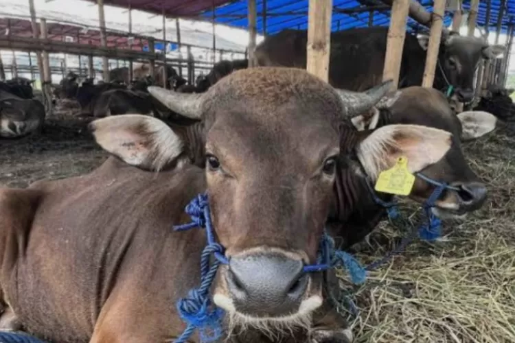 Sapi Timor Data Sapi di TTS Diduga Tak Sama: Kadis 5.050 Ekor dengan 18 Pengusaha ...