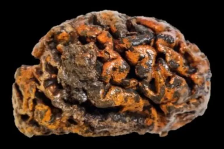 Penelitian Baru: Otak Kuno Berusia 12.000 Tahun Buktikan Kekuatan Awet Abadi