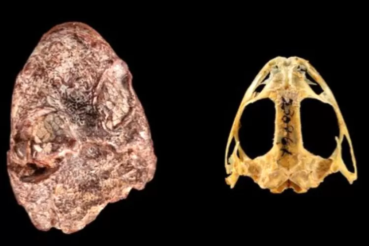 Peneliti Temukan Bukti Kehidupan Amfibi Purba Berusia 270 Juta Tahun di Situs Arkeologi