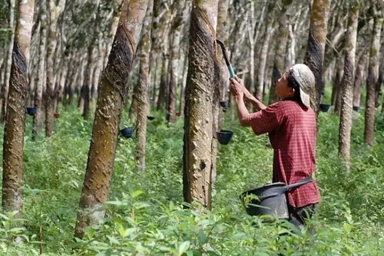 Cuaca Buruk Bikin Petani Karet Kian Terpuruk