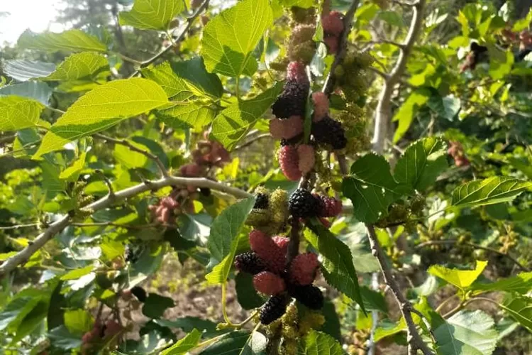 Orang Indonesia Belum Banyak Yang Mengkonsumsi Buah Murbei Karena