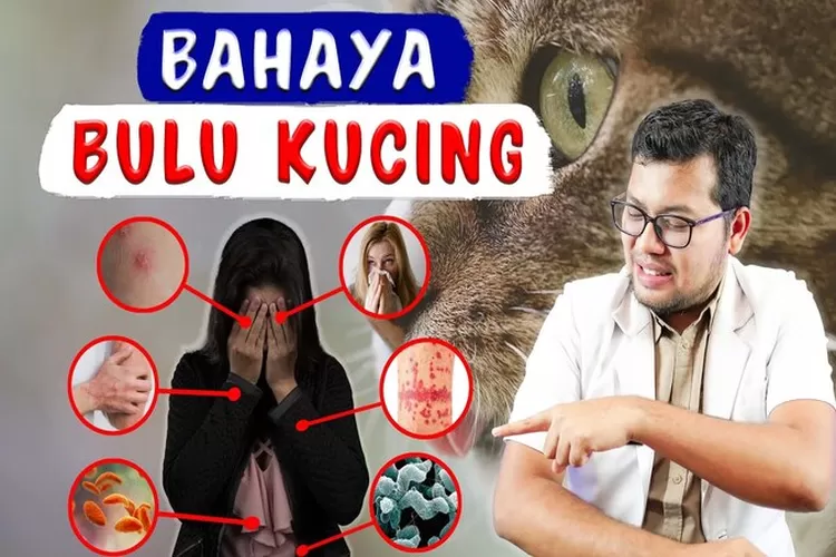 Bahaya Bulu Kucing Bagi Tubuh Manusia - Center Media