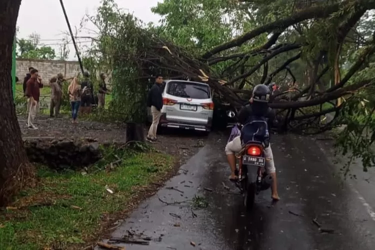 Hujan Deras Dan Angin Kencang, Sejumlah Pohon Tumbang Dan Timpa Mobil ...