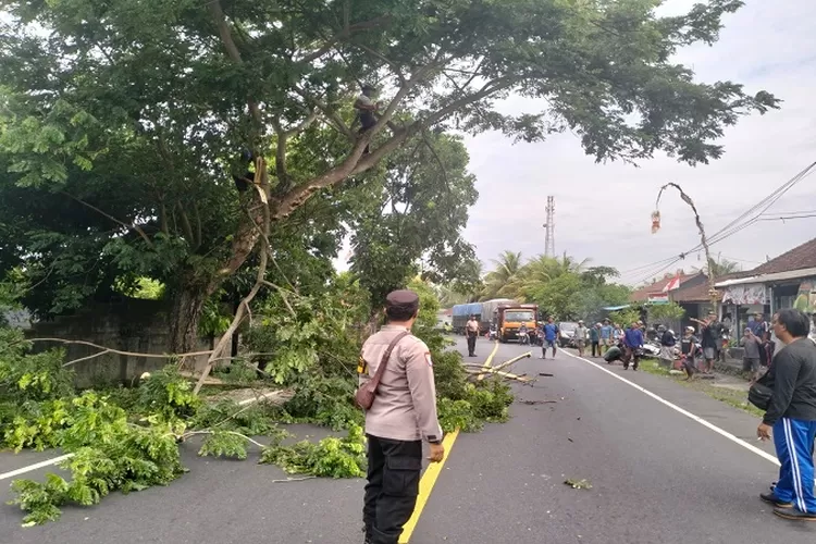 BPBD Catat 20 Peristiwa Pohon Tumbang Akibat Angin Kencang, DLH Lakukan ...