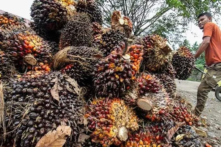 Naik Lagi, Harga Kelapa Sawit Mitra Plasma Di Riau Jadi Rp2.681 Per Kg ...