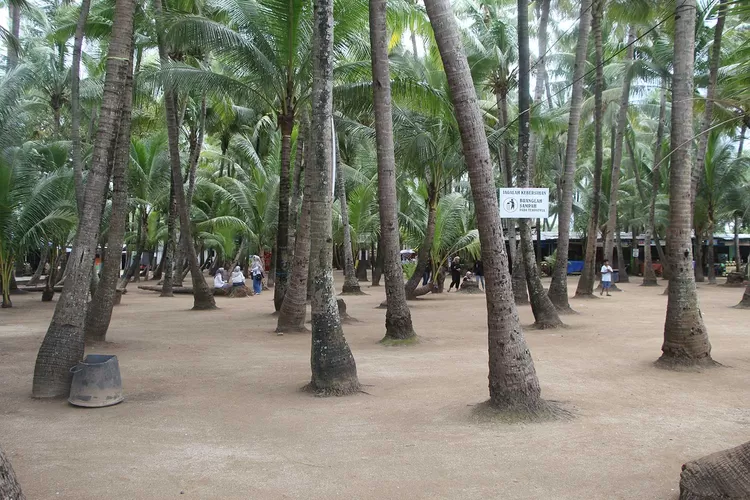 Pantai Kelapa, Wisata Tuban Khas Dengan Panorama Gugusan Pohon Kelapa ...