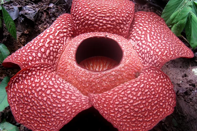 Mengenal Bunga Rafflesia Arnoldii Beserta Sejarah Penemuan: Monster Flower  dengan Aroma Paling Bau di Dunia - Bogor Jawapos