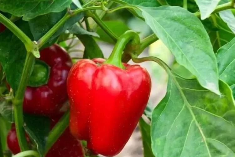 Tips Sukses Menanam Dan Merawat Paprika Di Rumah Manado Post