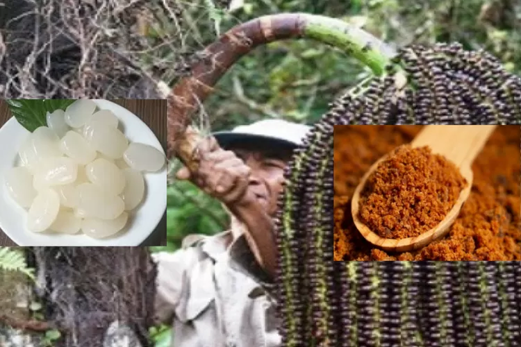 Poohn Aren Manfaat Pohon Aren yang Jarang Disadari, dari Gula Semut hingga Serat ...