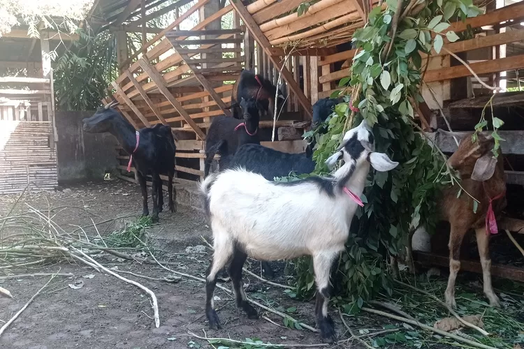 Jelang Hari Raya Idul Adha Harga Sapi Dan Kambing Melonjak Bali Express