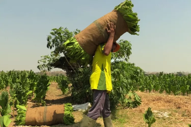 Petani Sumringah! Nilai Jual Tembakau Di Rembang Tembus Setengah ...