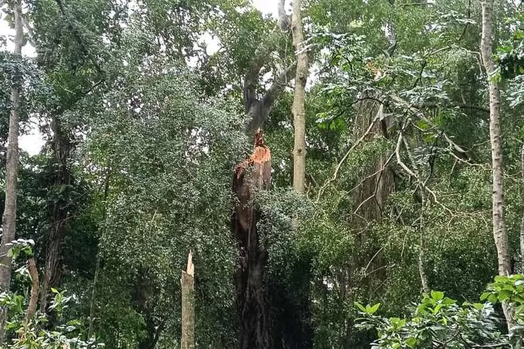 Dari Musibah Pohon Tumbang Di Monkey Forest Ubud Gianyar Menurut Pengelola Sebelumnya