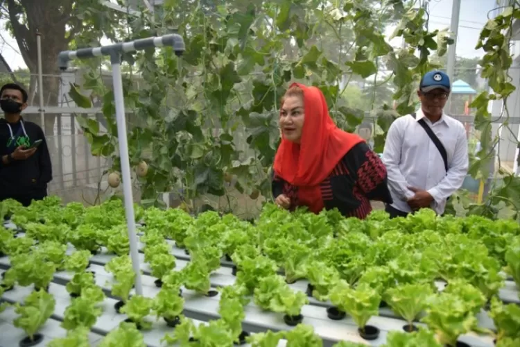 Resmikan Urban Farming Di Sekolah Nusaputera, Mbak Ita Bangga Anak-anak ...