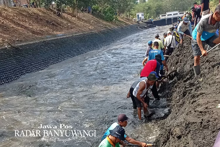 Kemarau Panjang Sebabkan Debit Air Sungai Menurun Petani Di Banyuwangi Mulai Berebut Air