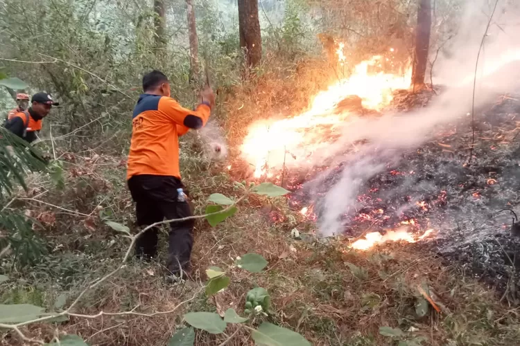 BPBD Jatim Terjunkan Tim Pemadaman Jalur Darat Atasi Karhutla Di Lereng ...