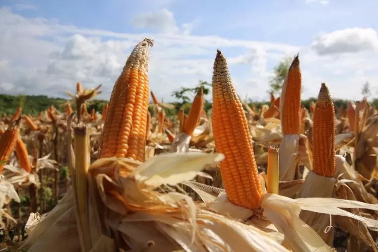 Jatah Pupuk Subsidi Terus Turun Sejak Tapi Produksi Jagung