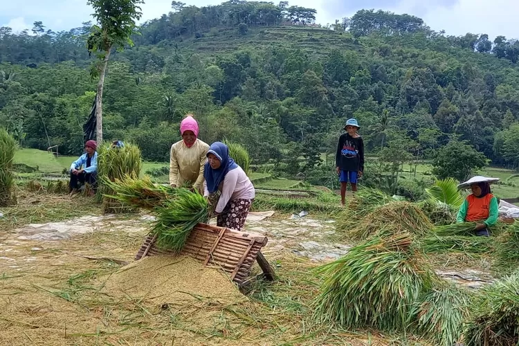 Antisipasi Stok Pangan 2024, Bondowoso Targetkan 35 Ribu Hektare Lahan ...