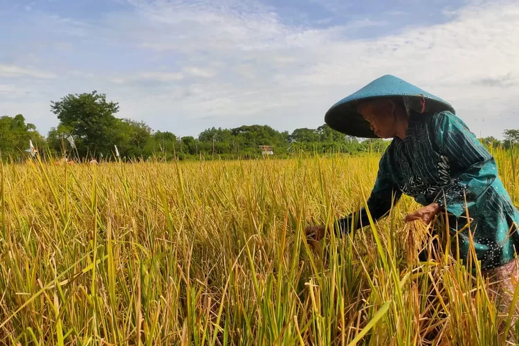 Tolak Rencana Impor Beras 1 Juta Ton, Petani Di Tegal: Harga Gabah ...