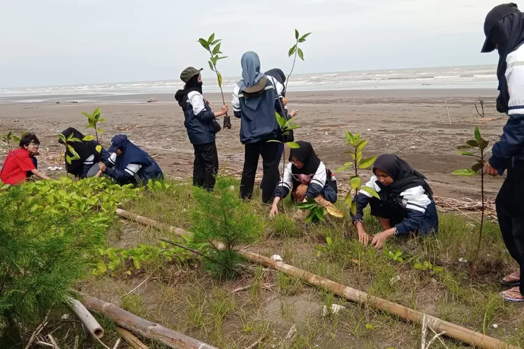 Berwisata Di Pantai Pulau Cemara Brebes Sambil Belajar Pembibitan Mangrove Pantura Post