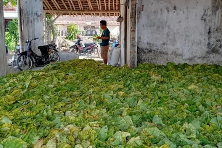 Hanya Petani Na Oogst Yang Dapat Bantuan Pupuk DBHCHT - Radar Jember