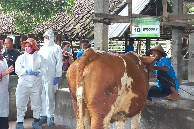 Belasan Ternak Di Sleman Terpapar Lumpy Skin Disease - Radar Jogja