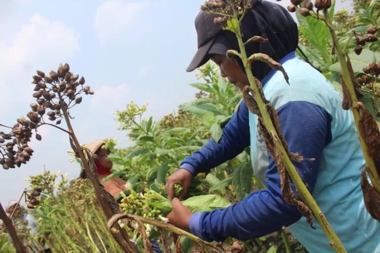 Harga Jual Bagus Hingga Panen Terakhir, Petani Tembakau Sumringah ...