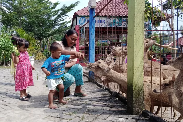 Mini Zoo Tirta Gupti Viral, Ini Tanggapan Kostrad - Krjogja