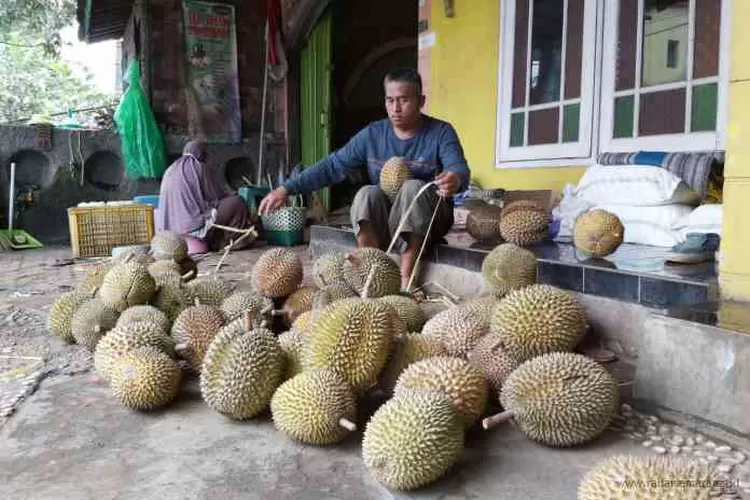 Durian Kholil: Buah Lokal Asli Semarang dengan Cita Rasa Internasional!
