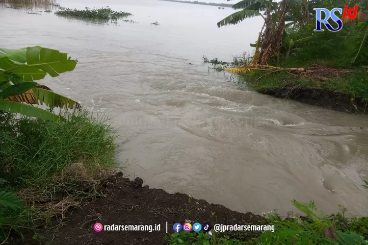 Tanggul Sungai Reong Demak Jebol, Dua Desa Kebanjiran, 100 Hektare ...