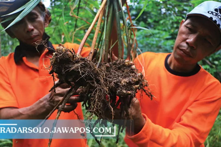 Pengembangan Jahe Organik Di Desa Banyuanyar, Ampel, Boyolali - Radar Solo