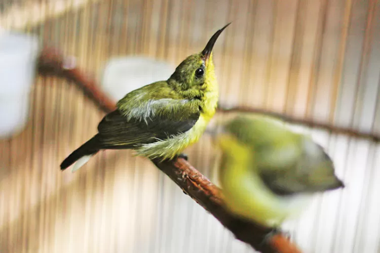 burung sogon ijo