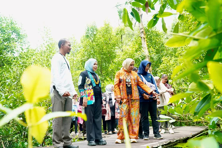 Ketua Umum Tp Pkk Kunjungi Kawasan Konservasi Mangrove Dan Bekantan Di Tarakan Radar Tarakan