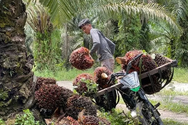 Harga TBS Kelapa Sawit Di Riau Naik Jadi Rp2.624 Per Kg, Ini Pemicunya ...