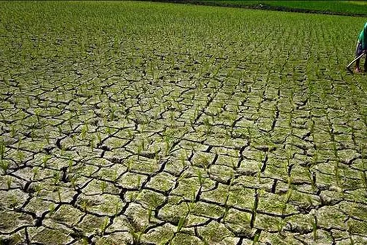 Ratusan Hektare Sawah Di Kabupaten Majalengka Terancam Gagal Panen ...