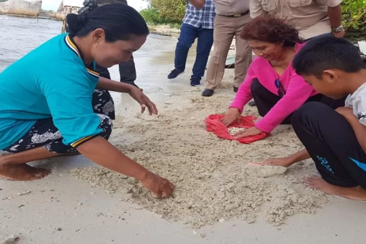 Menteri Kelautan dan Perikanan (KKP) Susi Pudjiastuti  sedang mencari remis bersama warga di pesisir pantai kawasan Belitung.(ist)