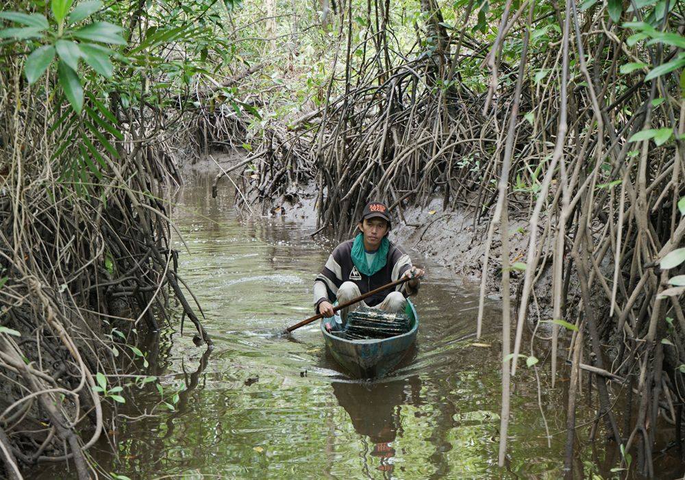 Di Kubu Raya Hukum Adat dan Digitalisasi Diterapkan untuk Menjaga Ketahanan  Mangrove - Pontianak Post - Halaman 2