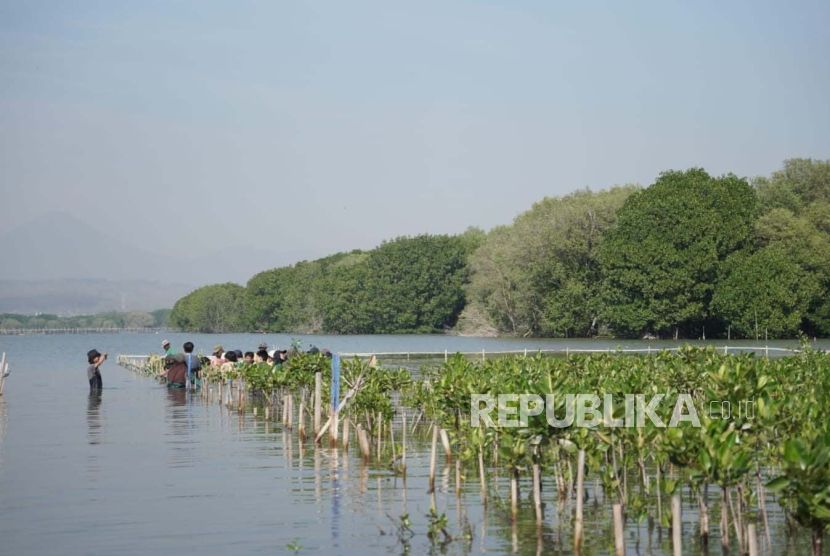 Hutan Mangrove. Menyambut Hari Santri, PBNU dan 150 santri menanam bibit pohon mangrove di Surabaya.