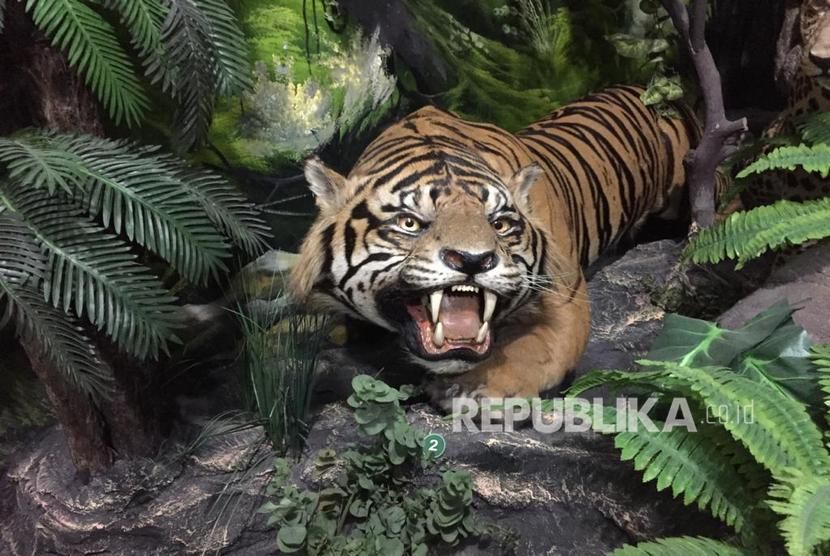 Harimau. Viral video yang menggambarkan seekor harimau melintasi jalan yang disebut berada di Wonogiri, Jawa Tengah. Faktanya, harimau tersebut berada di India.