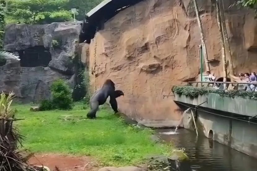 Gorila bernama Kumo di Taman Margasatwa Ragunan melempar kayu ke arah pengunjung saat Libur Natal.