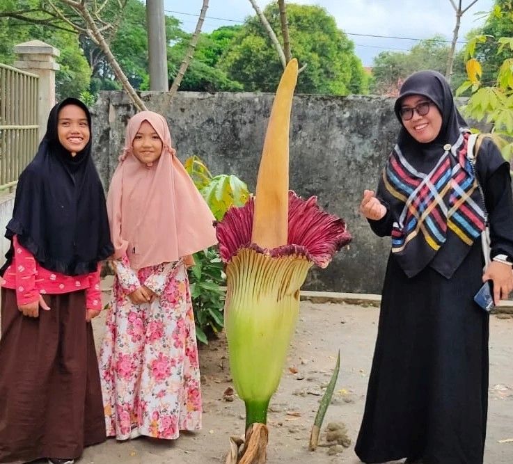 Mengenal Amorphophallus Titanum Bunga Bangkai Raksasa Endemik Jadi