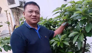 Potensi Alpukat Miki di Depok Tinggi, Begini Analisa Pradi Supriatna